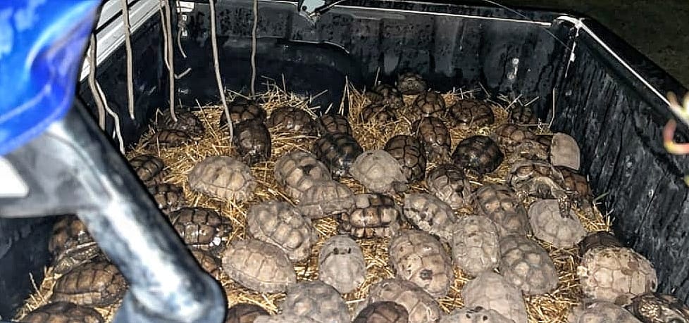 Trasladan 80 tortugas que eran maltratadas en Tres Arroyos a una organización ubicada en Tandil