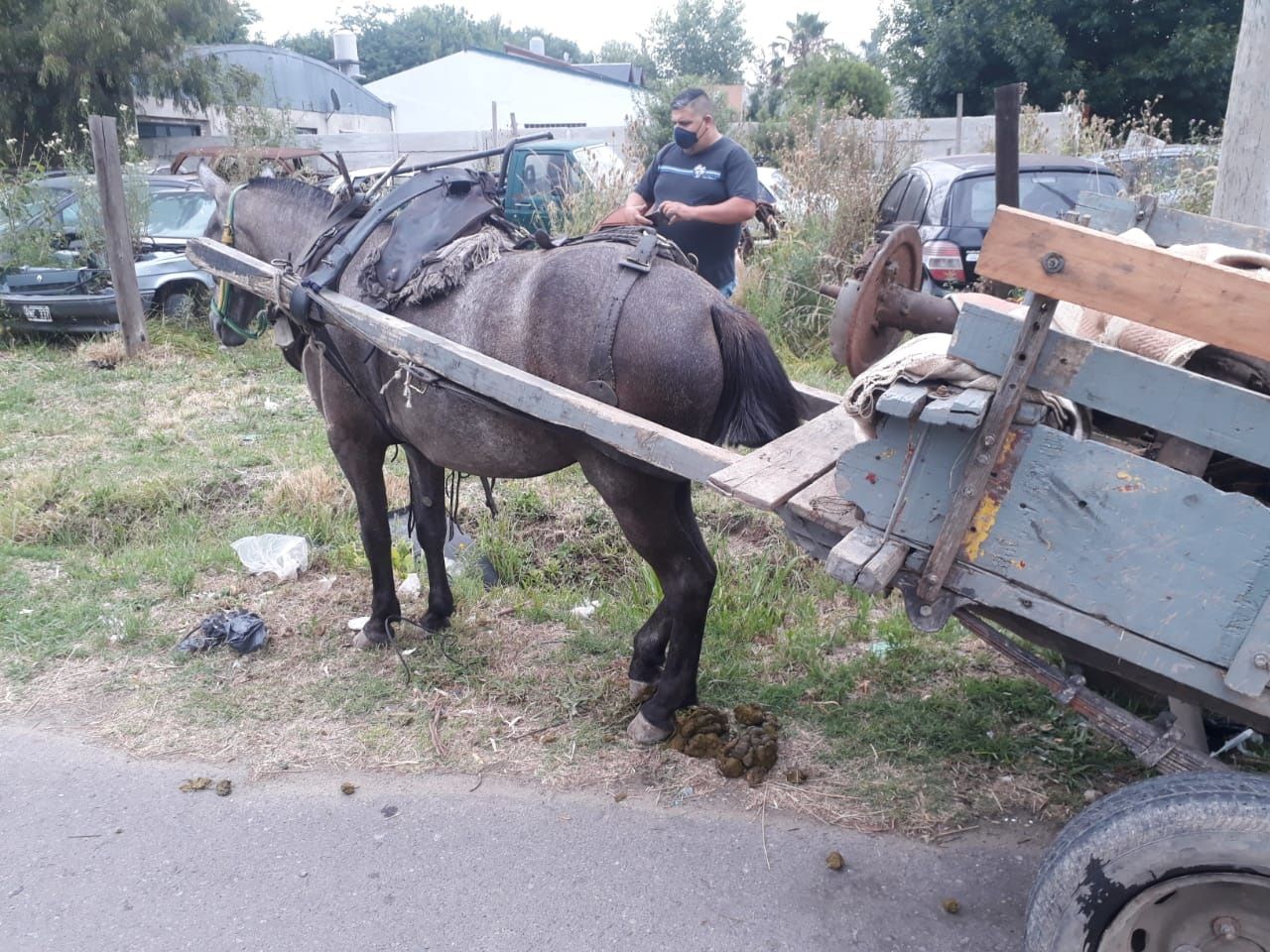 Berazategui: Municipio rescató 3 caballos que cumplían con trabajos de carga prohibidos por ordenanza