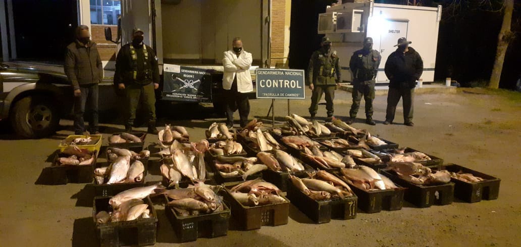 Gendarmería le sacó casi novecientos kilos de pescado: Lo transportaba sin la documentación respaldatoria 