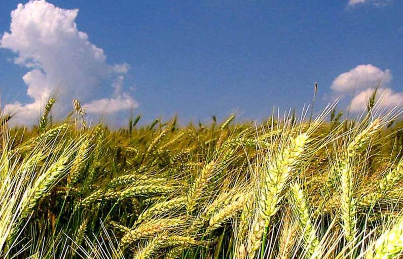 La cosecha de trigo en el sudoeste bonaerense alcanzó 1,5 millones de toneladas