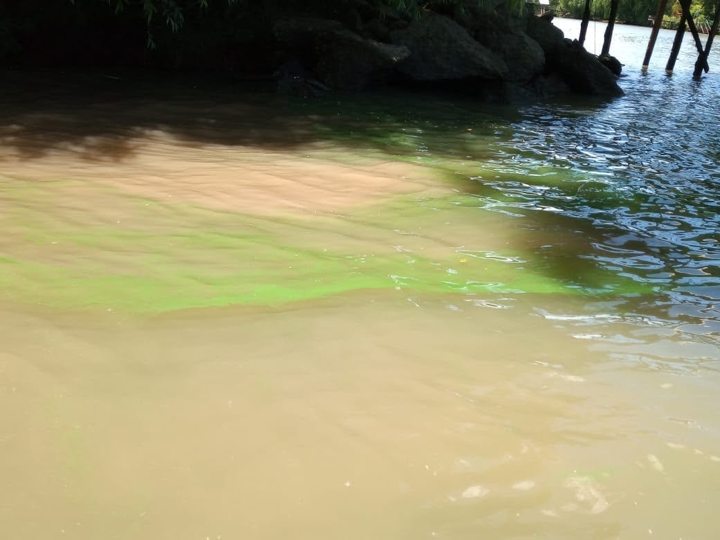 Cianobacterias en Tigre: Aguas del río no son aptas para consumo ni uso recreativo