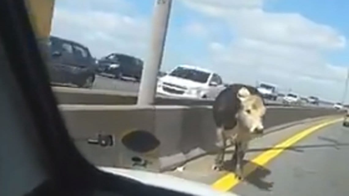 Video: Peligro por una vaca suelta en plena Autopista Buenos Aires - La Plata