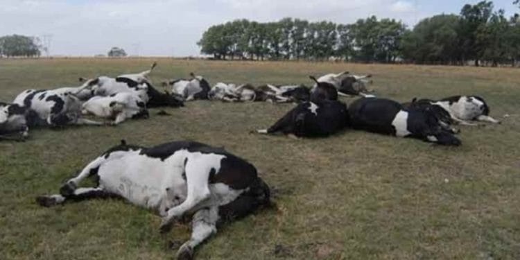 Alerta en Ayacucho, Maipú, Balcarce y Las Flores: Murieron 70 vacas por "estrés térmico"