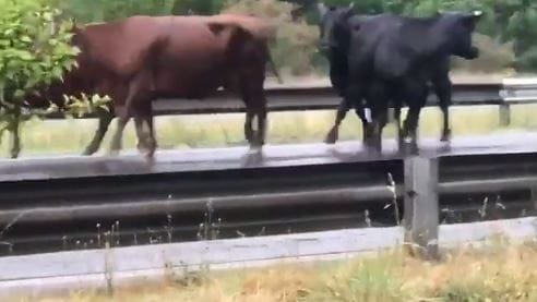 Video: Tras vuelco de camión, vacas corrieron sueltas en la autopista Ezeiza - Cañuelas