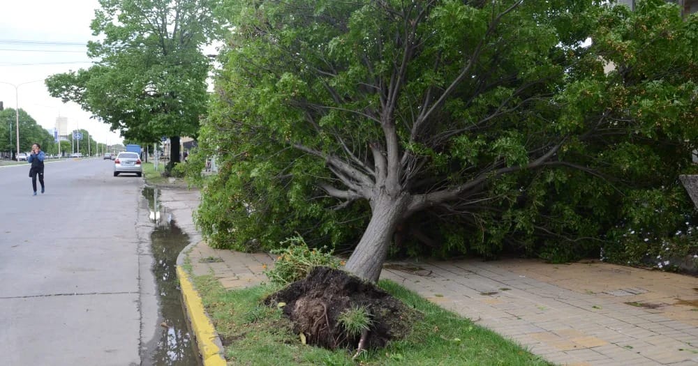 Ráfagas de viento de 82 km por hora provocaron daños en municipios del sur bonaerense