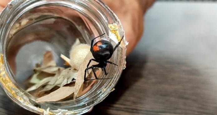 Temor por la aparición de la araña letal “Viuda Negra” en Ayacucho: Por la sequía puede aparecer en otras comunas