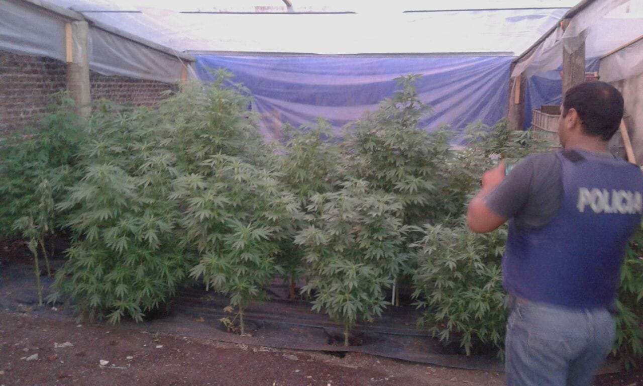 Descubren vivero con 215 plantas de cannabis en Baradero: Un detenido