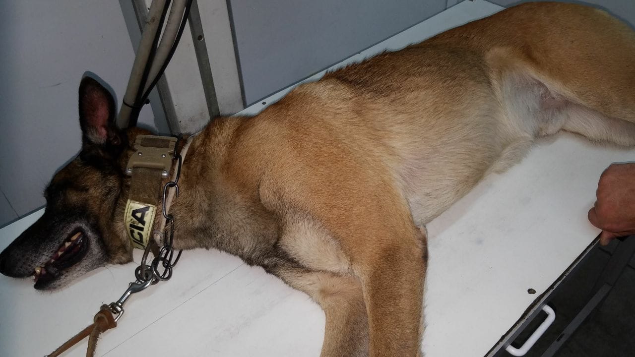 Doble crimen de Lanús: La historia del perro del Grupo Halcón, héroe en la toma de rehenes