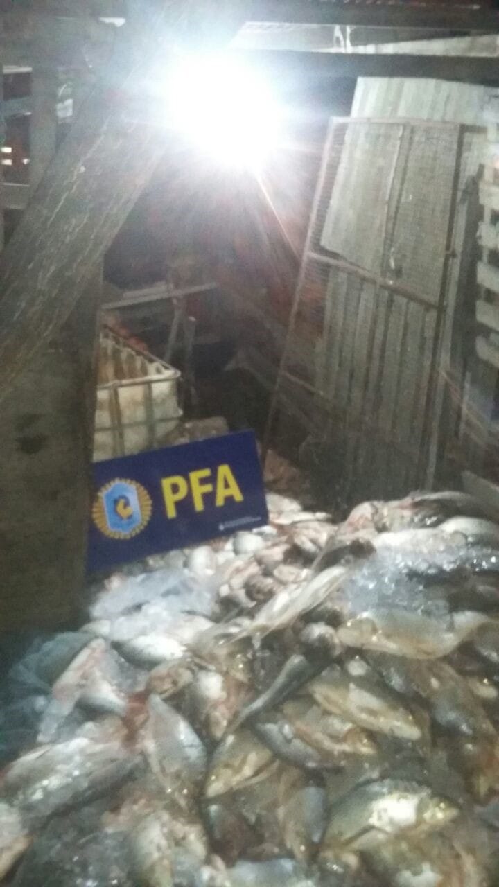 Avellaneda: Incautaron 1500 kilos de pescado ilegal por el consumo en Pascuas