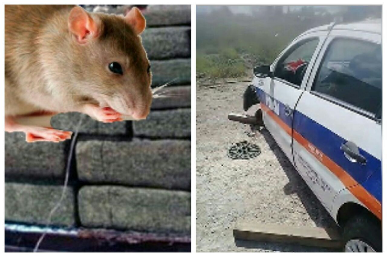 Escándalo en la "Locademia de Policía" de Pilar: De las ratas narco a los roba patrulleros
