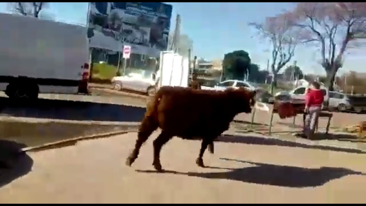 Malvinas Argentinas: Un toro escapó del matadero y atacó a una mujer que atendía una parrilla
