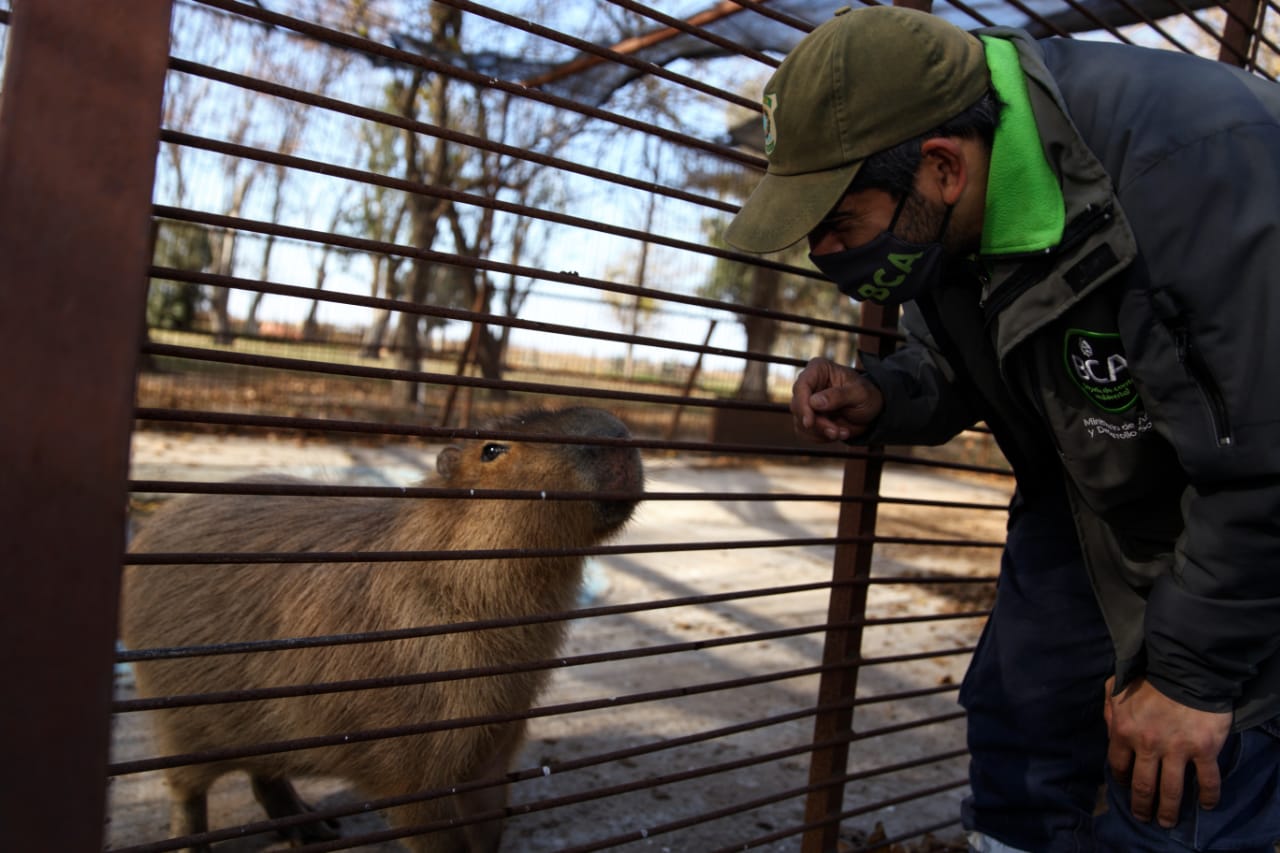 Crearán una red para el bienestar de animales rescatados: Convocarán centros de rehabilitación de fauna silvestre