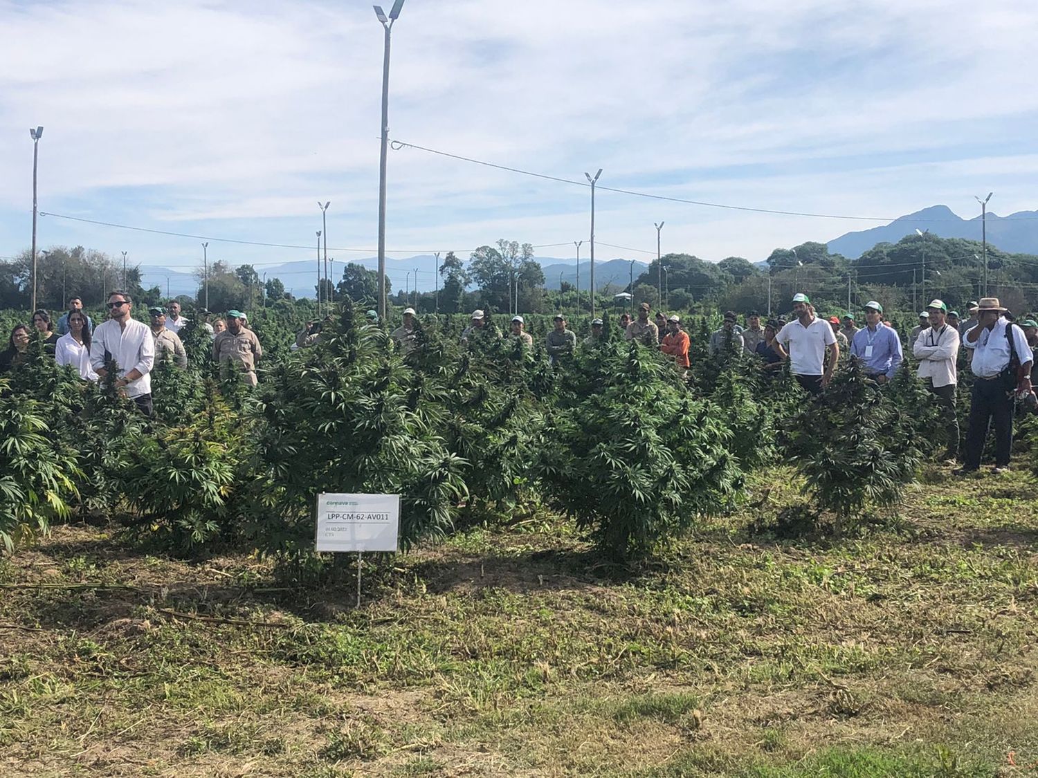 Jujuy: Inició la cosecha de cannabis medicinal de producción pública en 35 hectáreas 