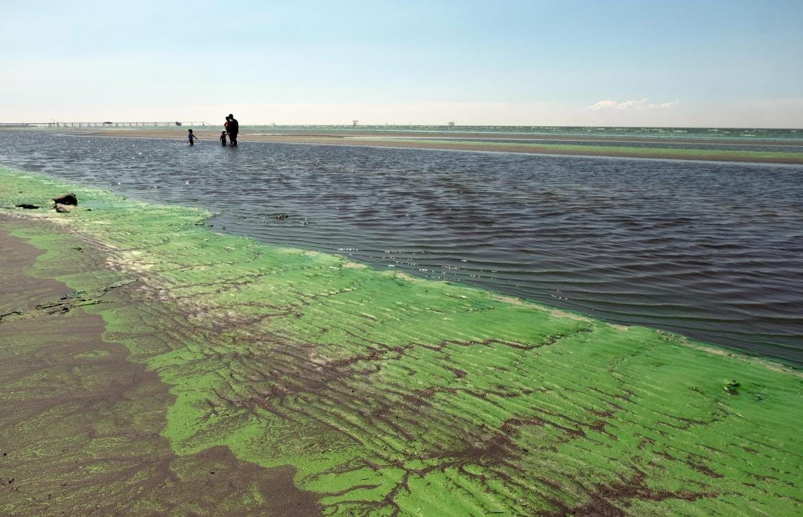 Elevan niveles de alerta por cianobacterias en balnearios del Río de la Plata y lagunas bonaerenses