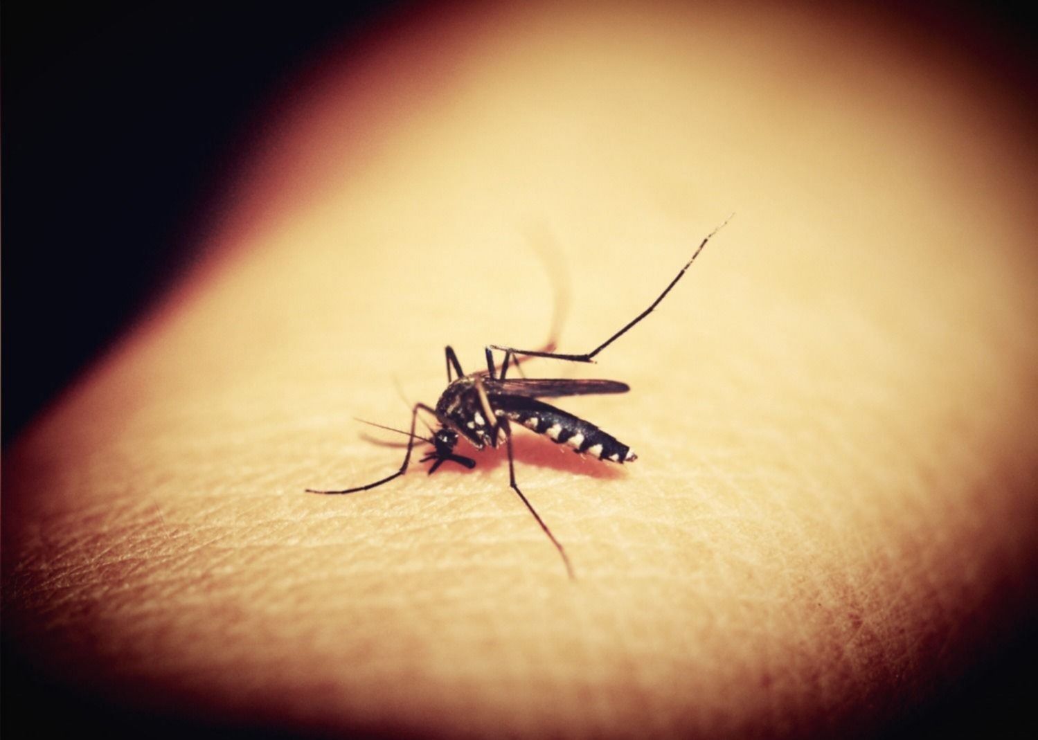 Salud confirmó que hay 25 casos de dengue y 44 de chikungunya en toda la provincia