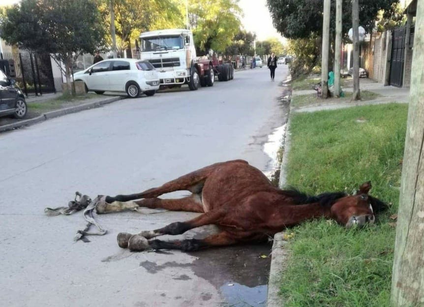 Indignación en Quilmes: Cartonero mató a palazos a su yegua por no poder tirar del carro