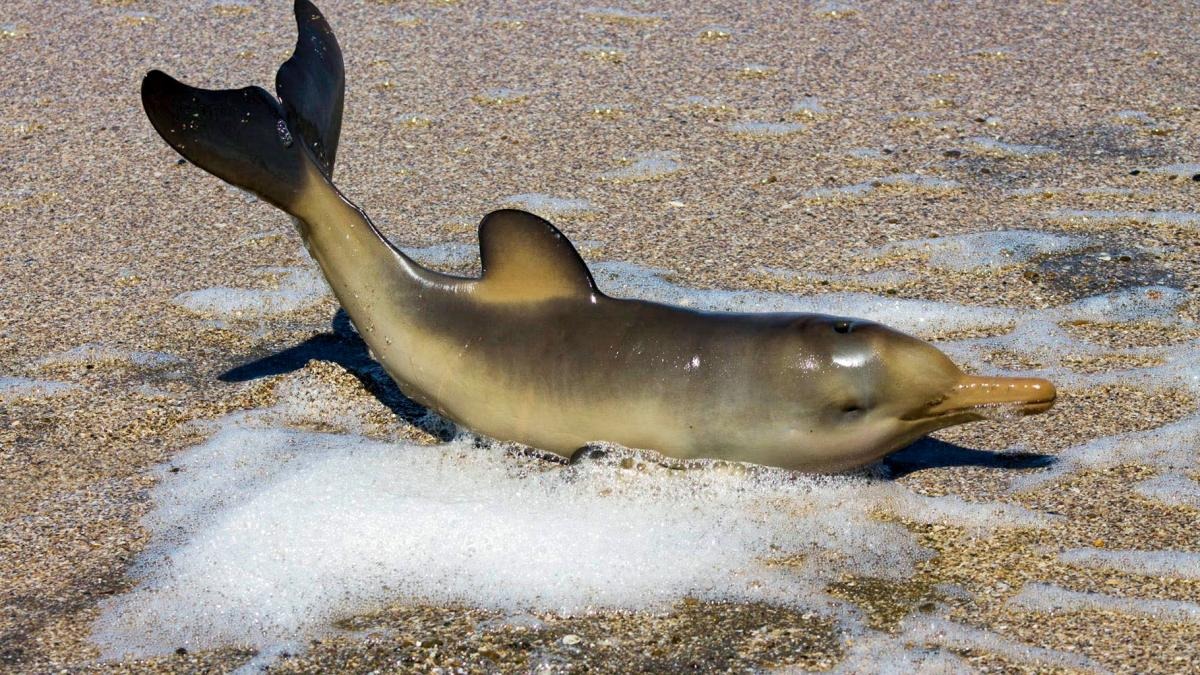 delfines muertos MDP
