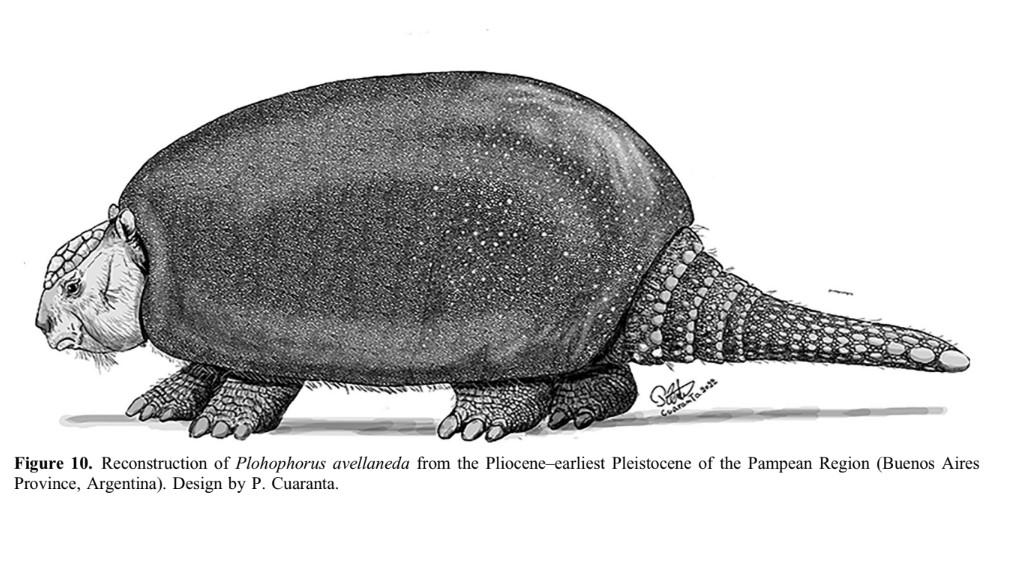 Descubren una nueva especie de gliptodonte en Olavarría – La Noticia 1