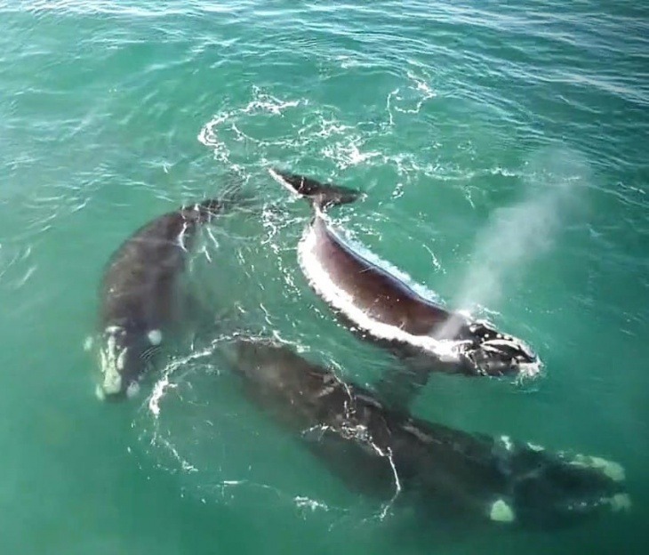 ballenas necochea