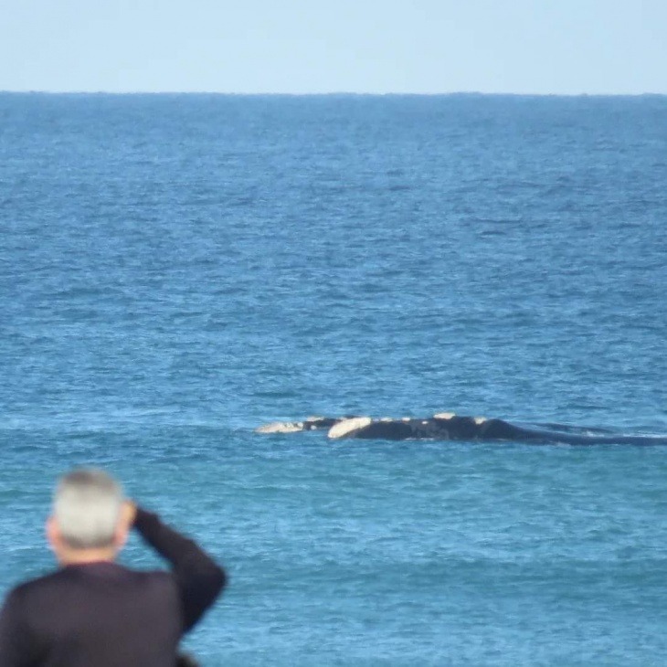 ballenas necochea