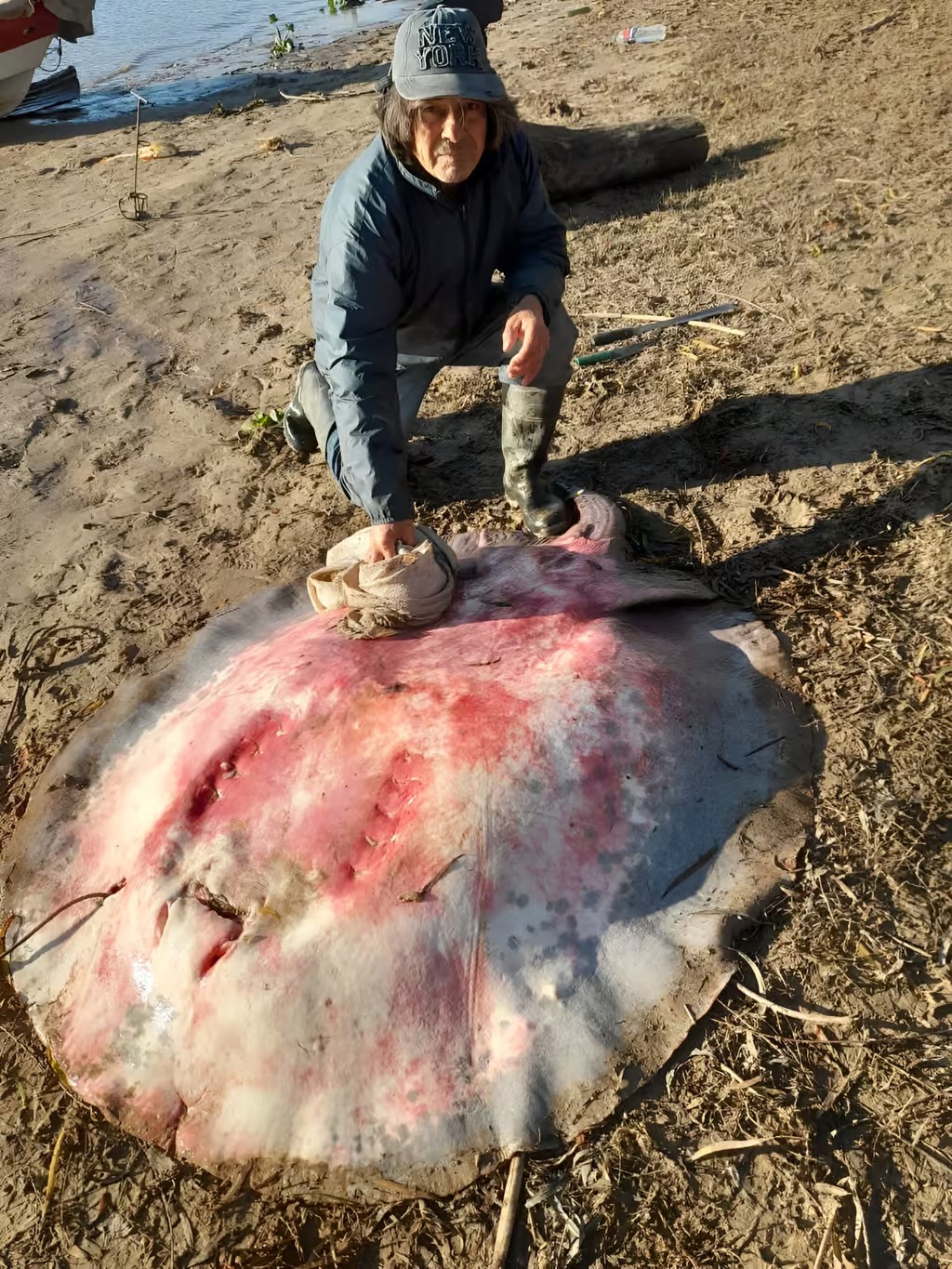 La raya pesa 103 kilos.