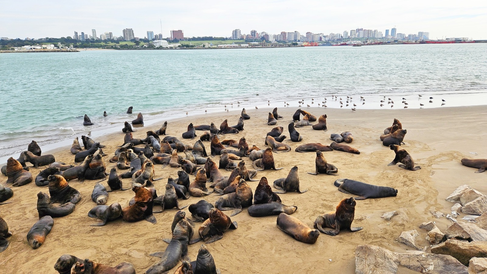 lobos marinos mar del plata