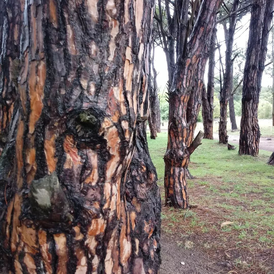 bosque energético