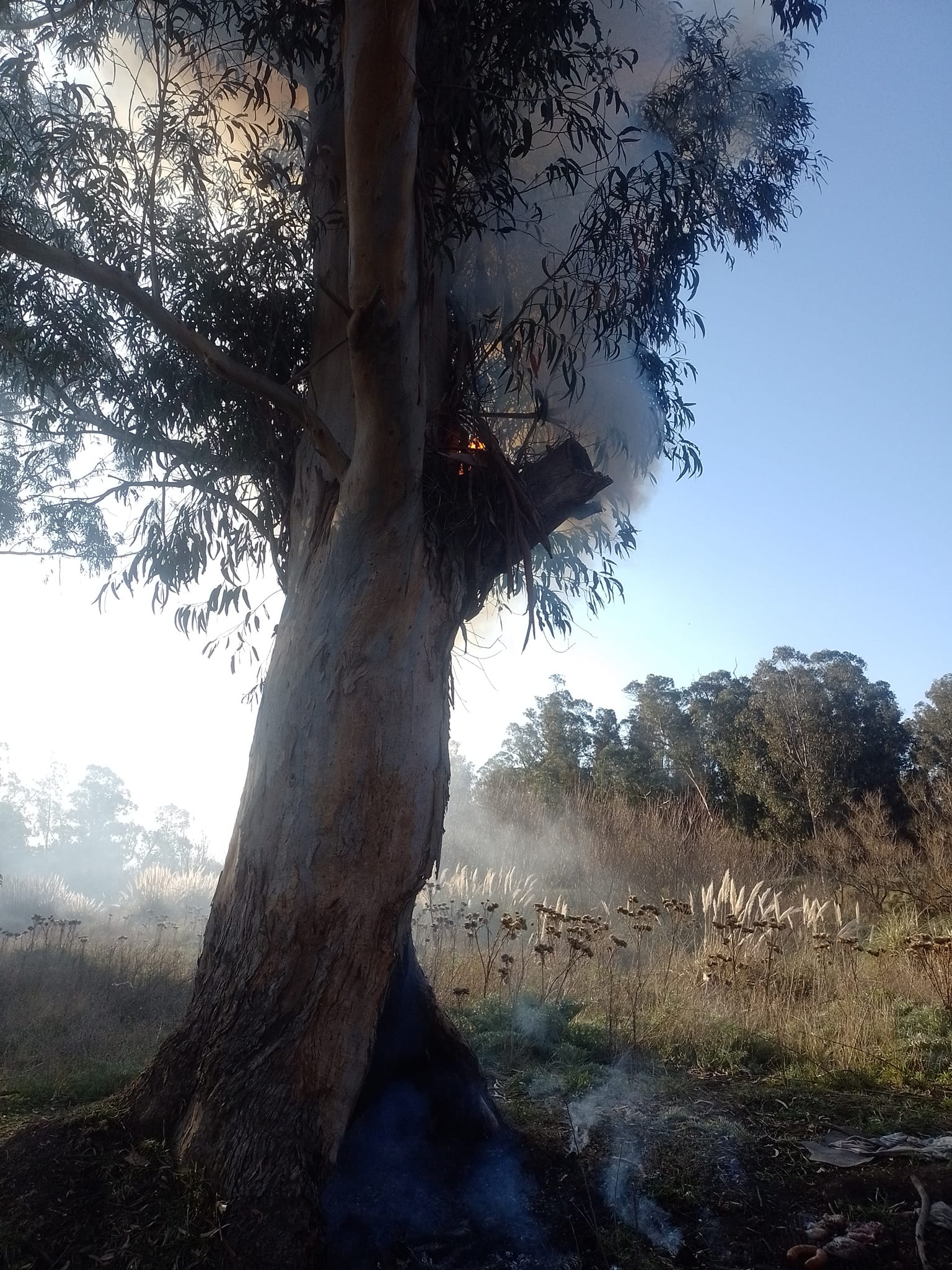 incendio eucalipto necochea - 1