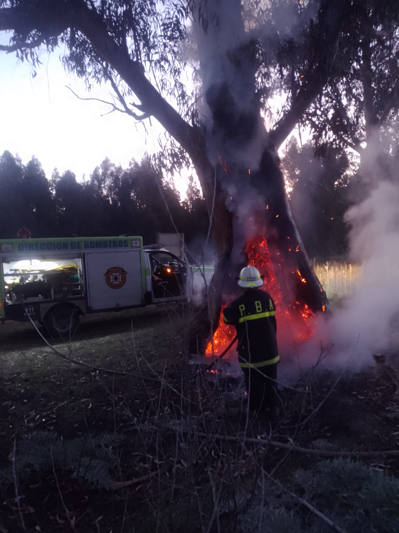 incendio eucalipto necochea - 3