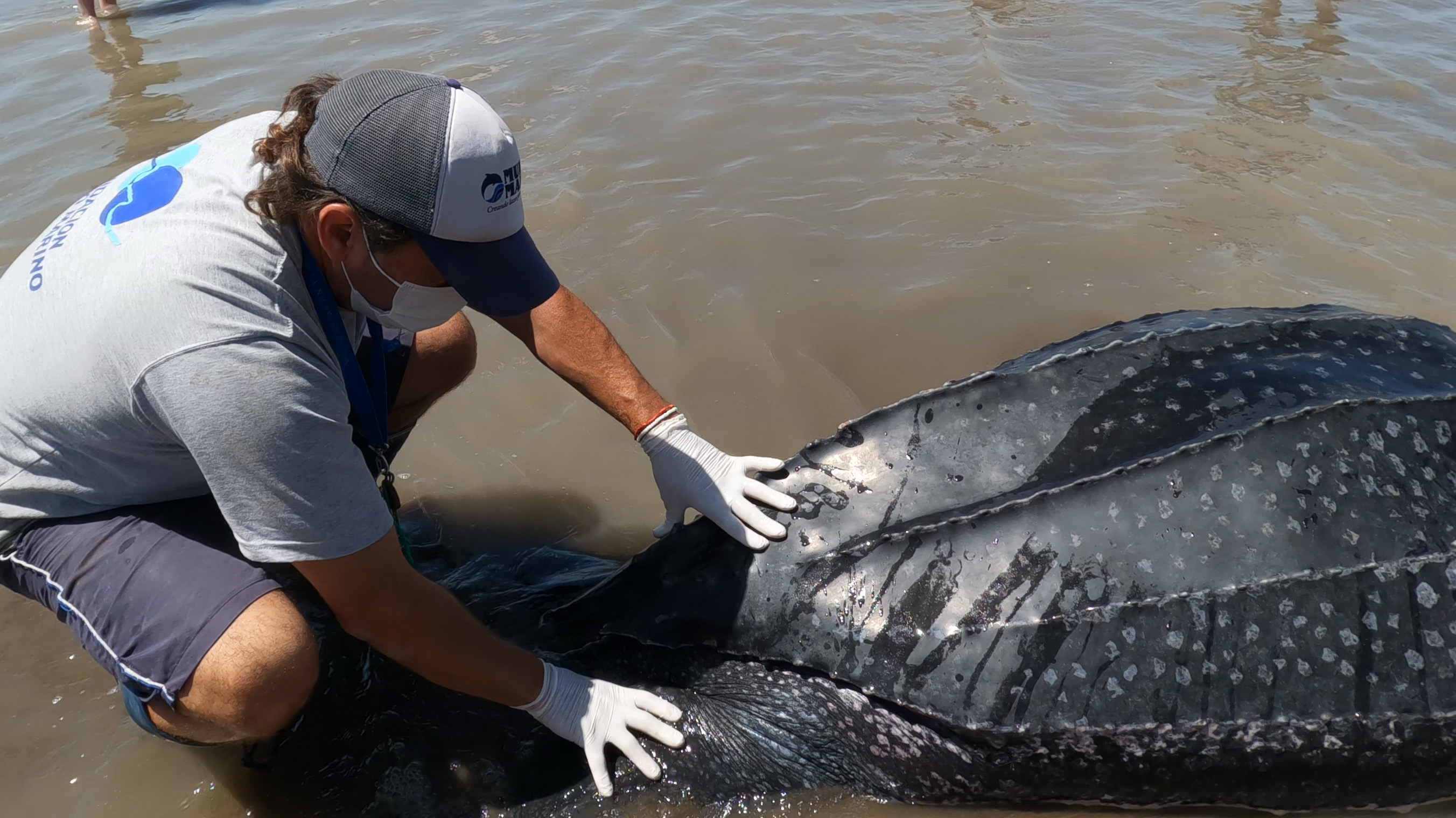 tortuga laud muerta costa bonaerense - 1