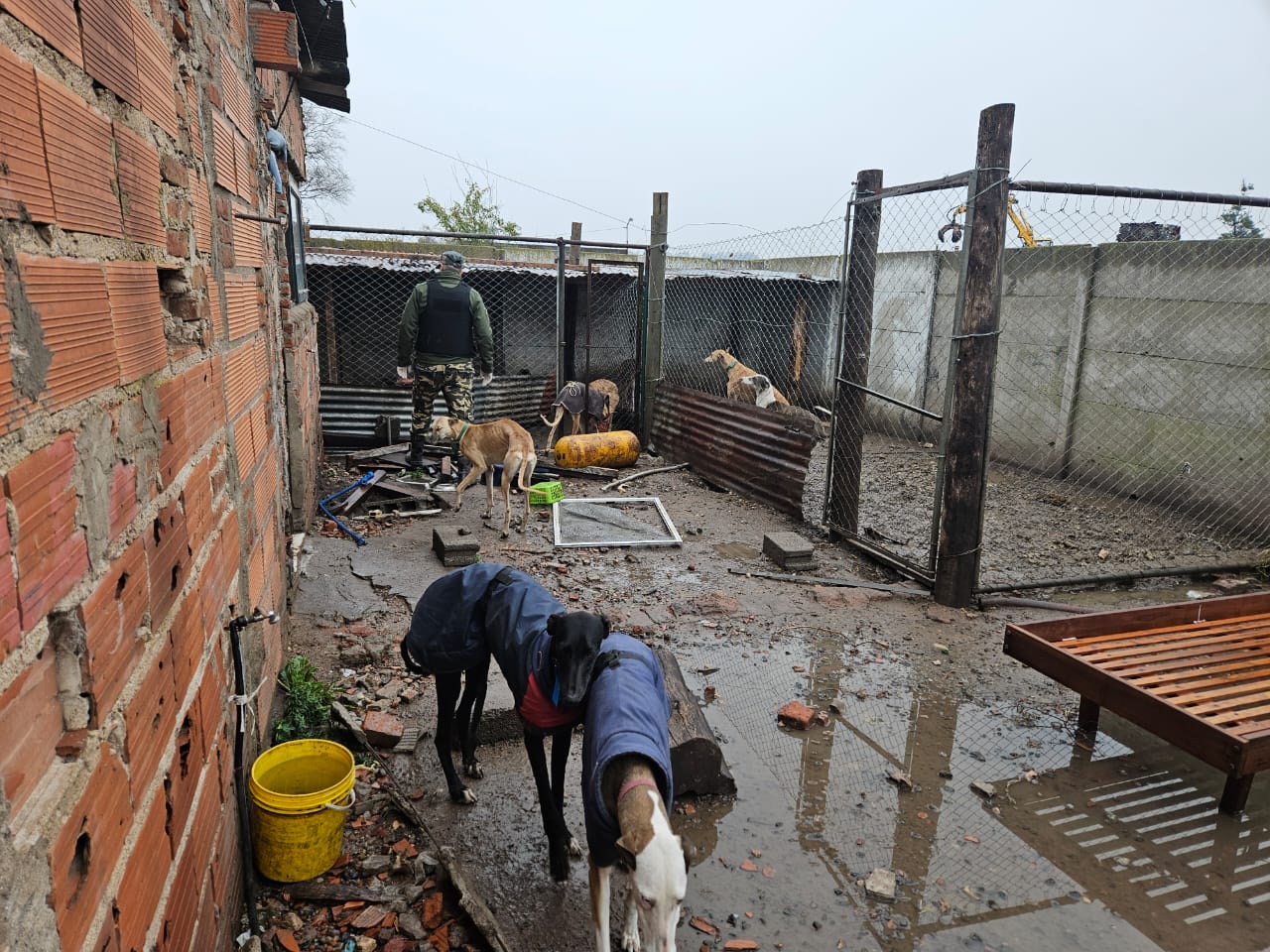 galgos operativo - 2