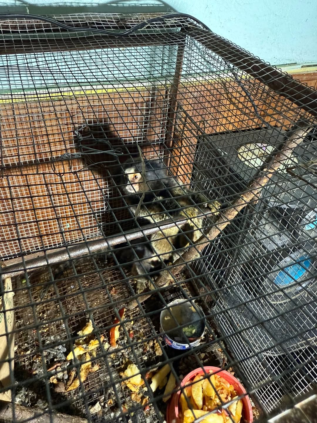 rescate animales la plata - 2