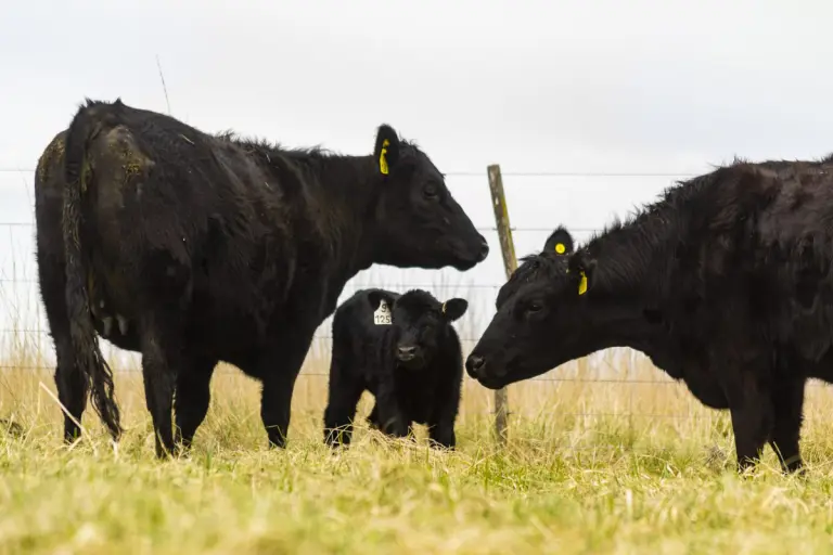 vacas