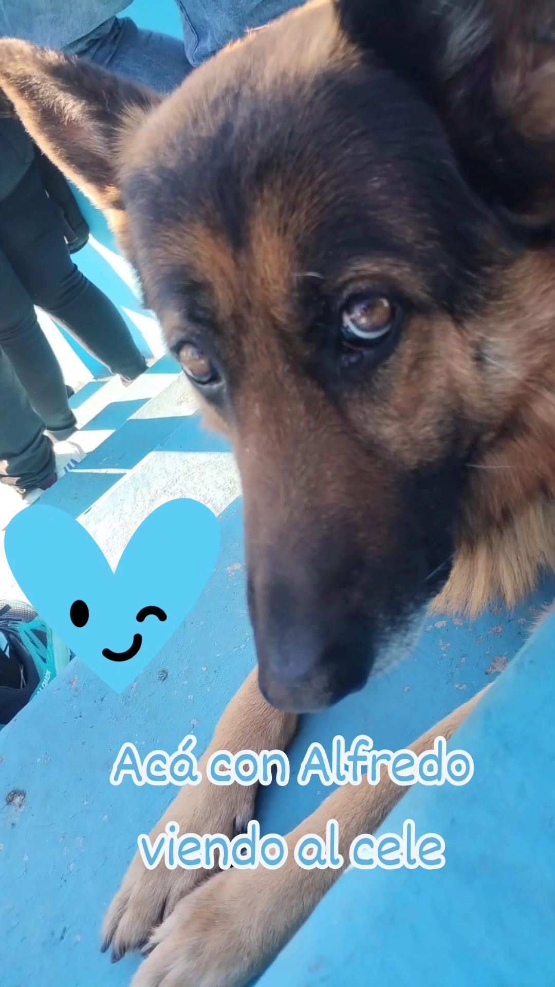 aLFREDO