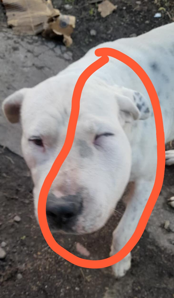 perro
