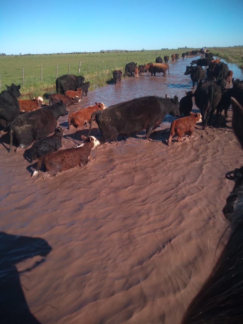 caminos rurales inundados en Azul - 1
