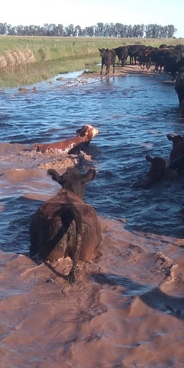 caminos rurales inundados en Azul - 4