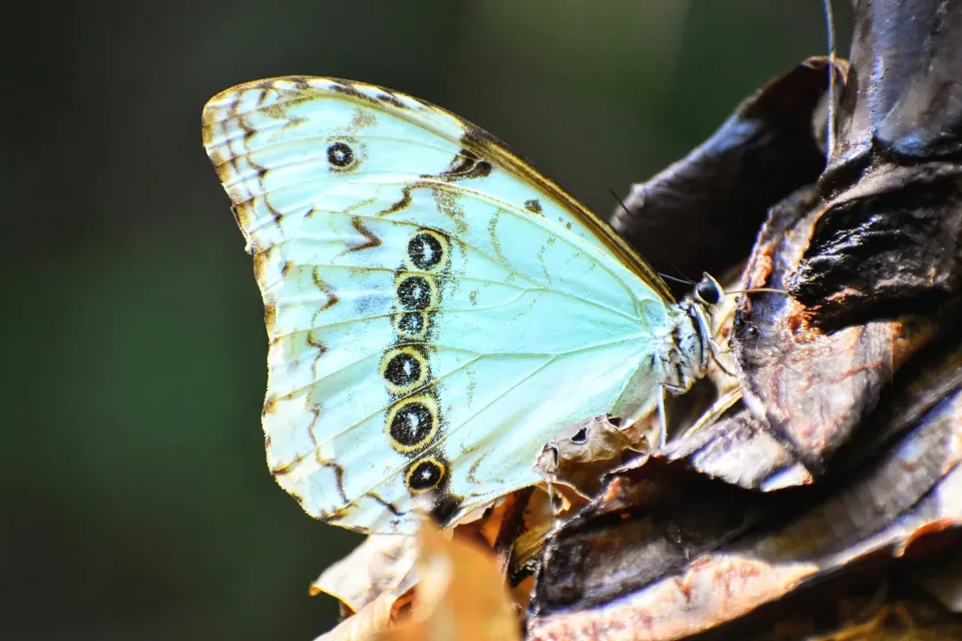 Mariposa bandera argentina - 1