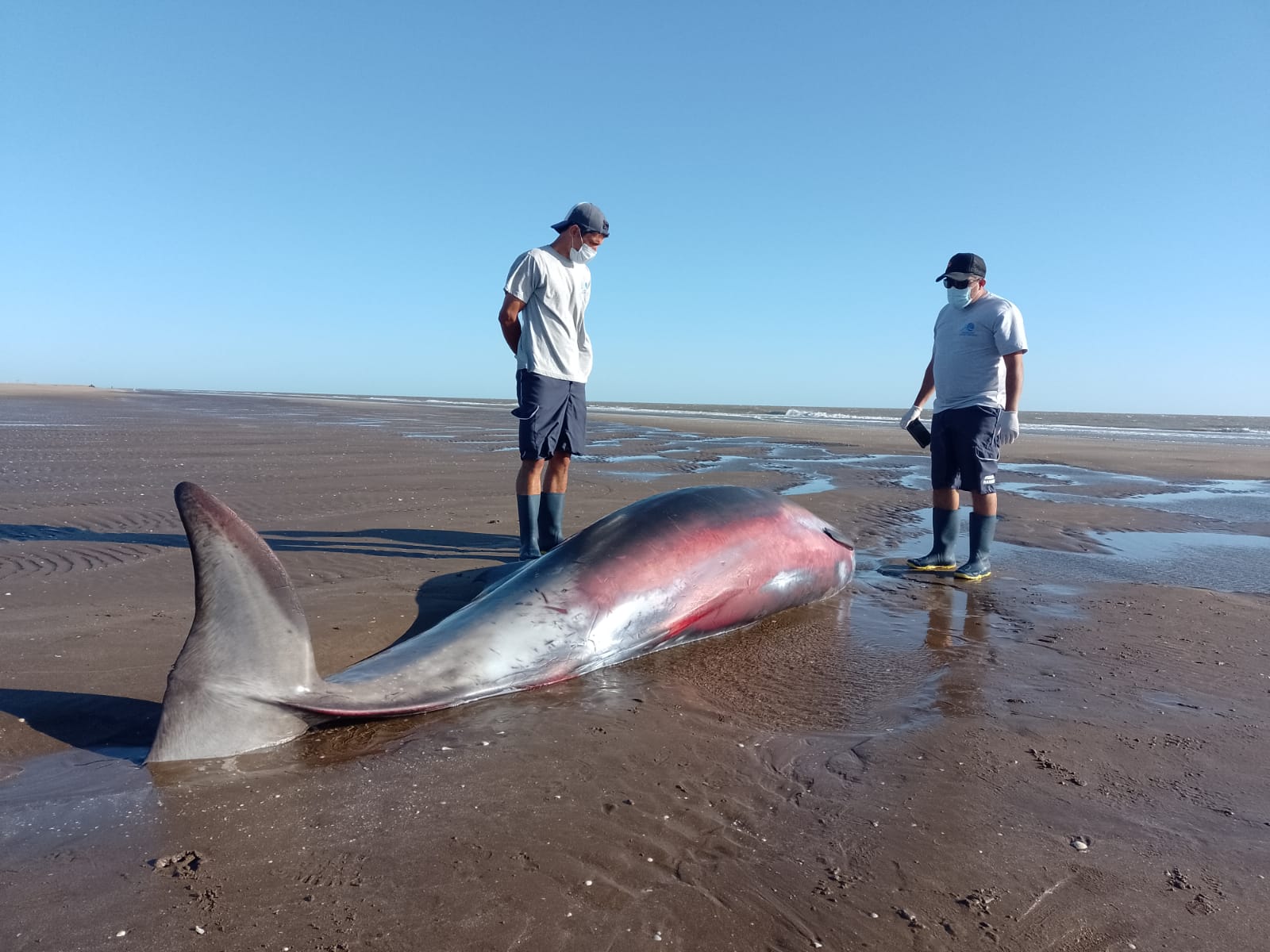 zifio varado san clemente - 2