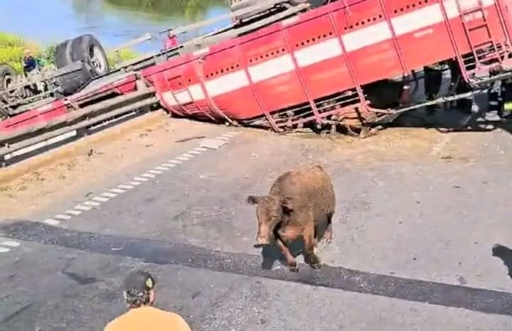 camionero vuelco pergamino - 3