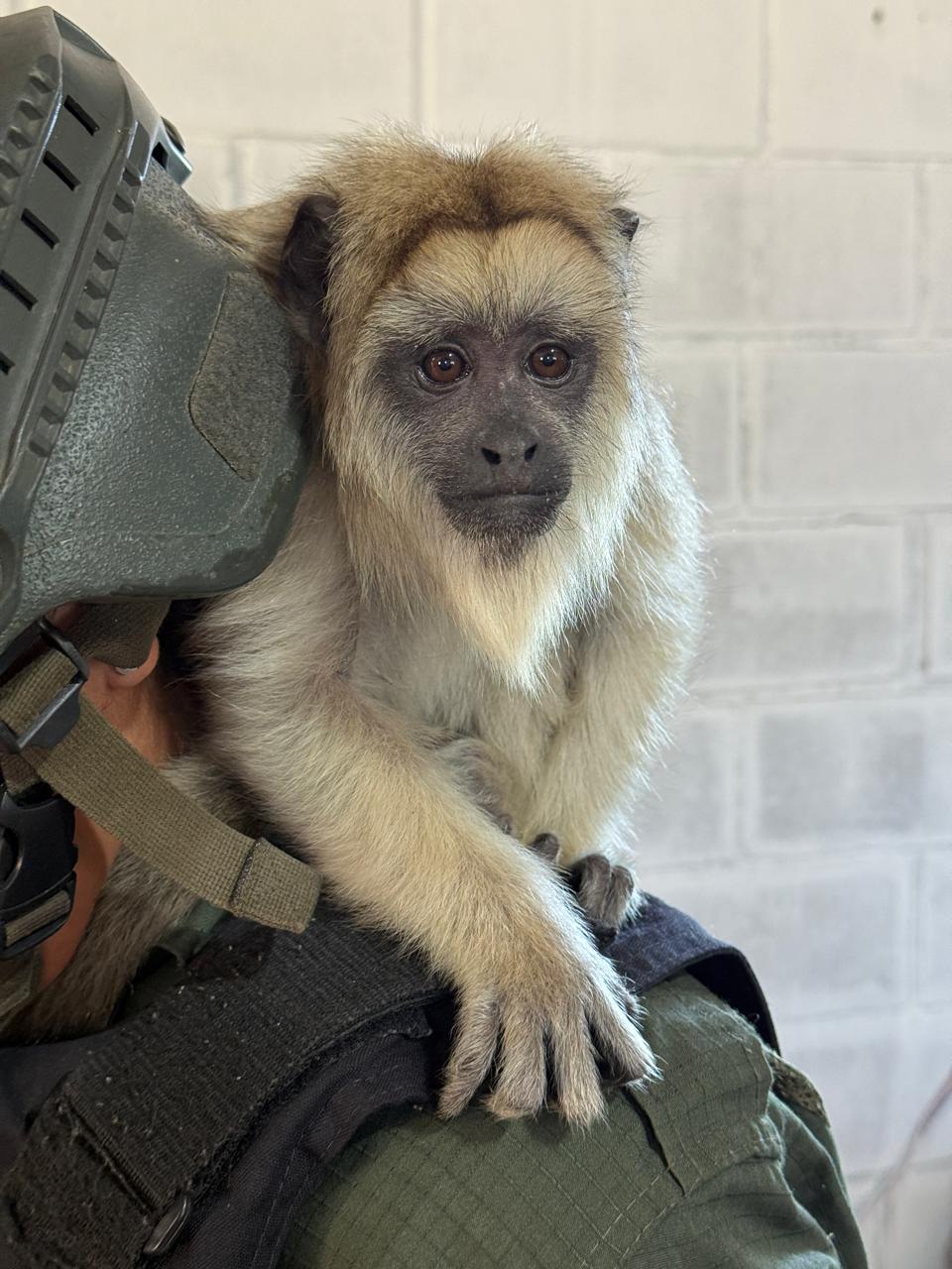 mono caraya puerta de hierro - 2