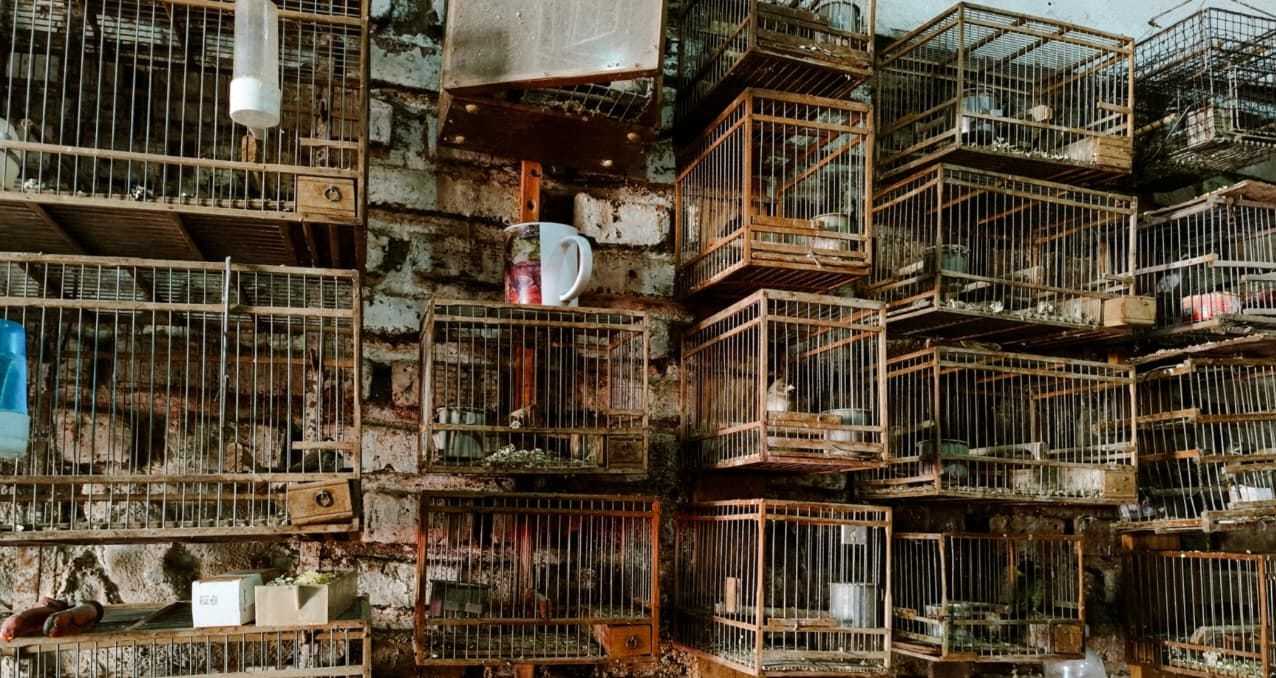 rescate aves moreno - 2