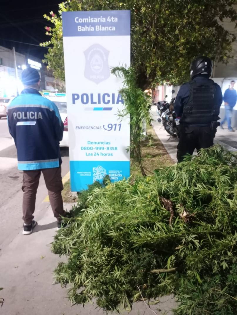 plantas marhuana bahia blanca