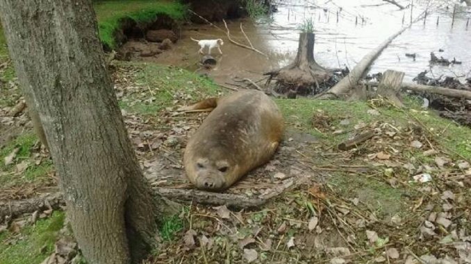 San Fernando: Lobo marino está varado en el Arroyo Toledo