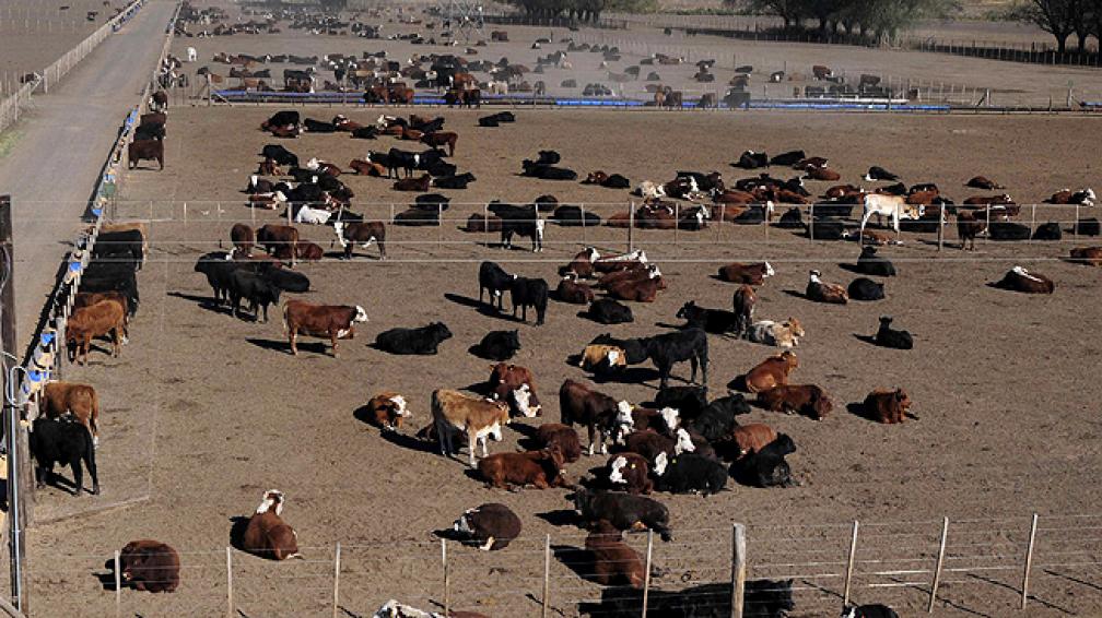 Buscan que los feedlots cumplan con "todos los pasos de una producción industrial"